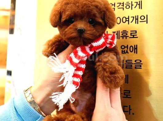 Poodle Kore Bebek Koreliler görsel