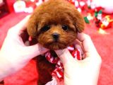 Poodle Kore Bebek Koreliler