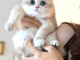 Ay12 Safkan British Shorthair Dişi Özel Renk
