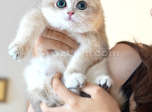 Ay12 Safkan British Shorthair Dişi Özel Renk görsel