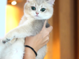 Ay12 Safkan British Shorthair Dişi Özel Renk