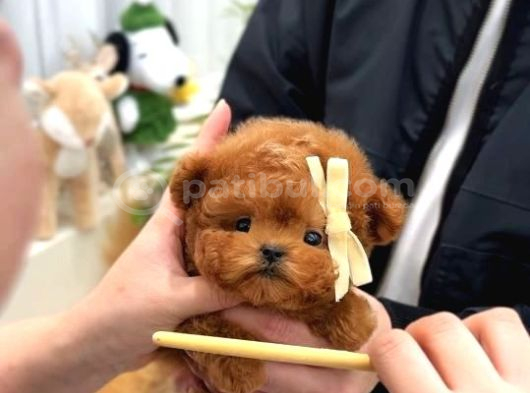 Korean Toy Poodle Yavrularim görsel
