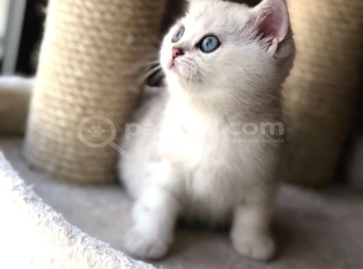 Veteri̇ner Kli̇ni̇ği̇nden Tesli̇m Bri̇ti̇sh Shorthai̇r Bebekler görsel