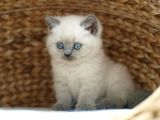 Veteri̇ner Kli̇ni̇ği̇nden Tesli̇m Bri̇ti̇sh Shorthai̇r Bebekler