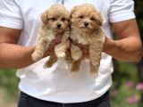 Teacup Minicikk Boy F1 Maltipoo Bebekler  Seyhan