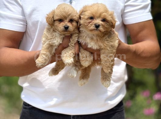 Teacup Minicikk Boy F1 Maltipoo Bebekler  Seyhan görsel