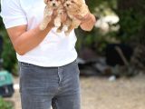 Teacup Minicikk Boy F1 Maltipoo Bebekler  Seyhan