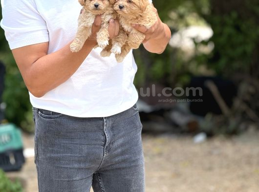 Teacup Minicikk Boy F1 Maltipoo Bebekler  Seyhan görsel