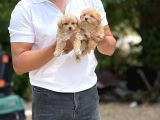Teacup Minicikk Boy F1 Maltipoo Bebekler  Seyhan