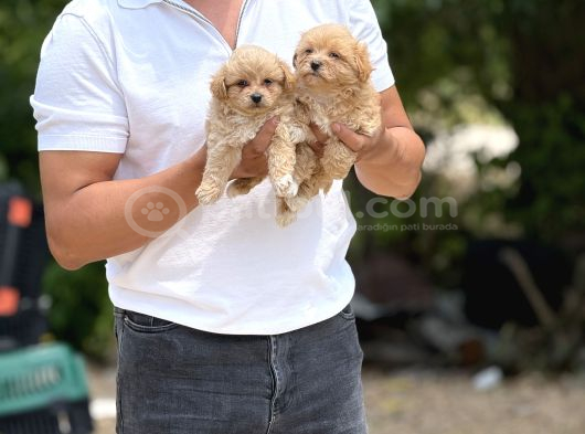 Teacup Minicikk Boy F1 Maltipoo Bebekler  Seyhan görsel