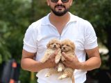 Teacup minicikk boy f1 maltipoo bebekler  Seyhan