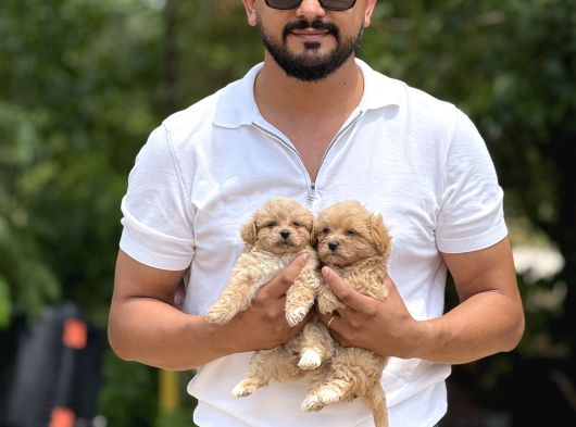Teacup Minicikk Boy F1 Maltipoo Bebekler  Seyhan