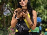 Buyumeyecek Kore Poodle Bebeklerimiz  Adana