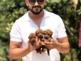 Minicik Micro Korea Poodle Bebekler  Antakya