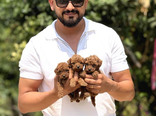 Minicik Micro Korea Poodle Bebekler  Antakya görsel