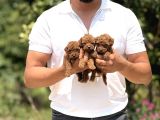 Minicik Micro Korea Poodle Bebekler  Antakya