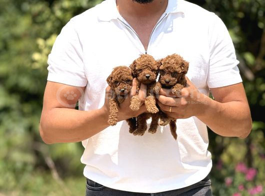 Minicik Micro Korea Poodle Bebekler  Antakya görsel