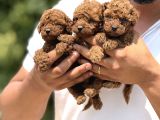 Minicik Micro Korea Poodle Bebekler  Antakya