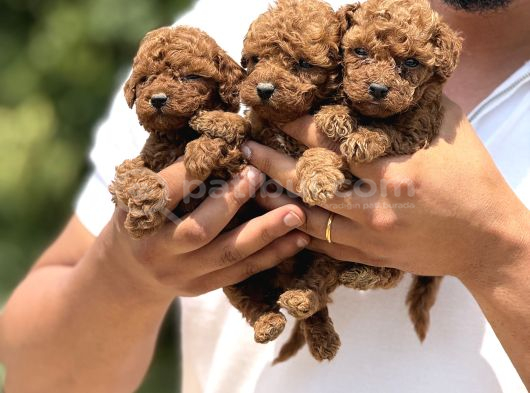 Minicik Micro Korea Poodle Bebekler  Antakya görsel