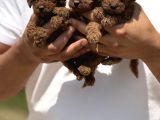 Minicik Micro Korea Poodle Bebekler  Antakya