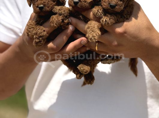 Minicik Micro Korea Poodle Bebekler  Antakya görsel