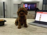 minicik Micro Korea poodle bebekler  Antakya