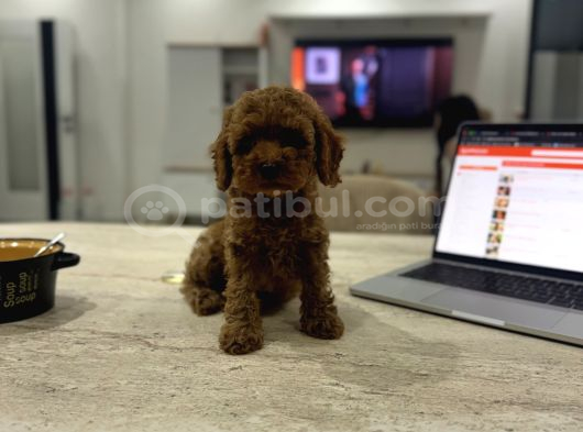 Minicik Micro Korea Poodle Bebekler  Antakya