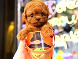 Kore TOY POODLE orjin YAVRULARIM