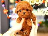 Kore Toy Poodle Orjin Yavrularim