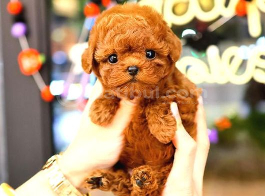 Kore Toy Poodle Orjin Yavrularim görsel
