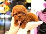Kore Toy Poodle Orjin Yavrularim