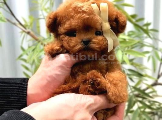 Korean Toy Poodle Yavrularim