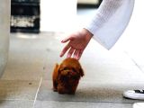 Minnos Sevimli Toy Poodle Bebeklerimiz