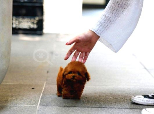 Minnos Sevimli Toy Poodle Bebeklerimiz görsel