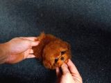Minnos Sevimli Toy Poodle Bebeklerimiz