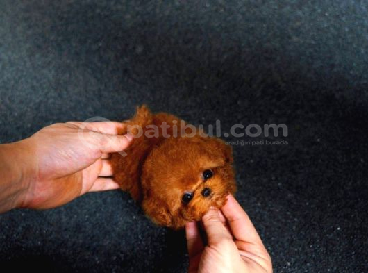 Minnos Sevimli Toy Poodle Bebeklerimiz görsel