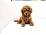 KALİTELİ TOY POODLER YAVRULAR