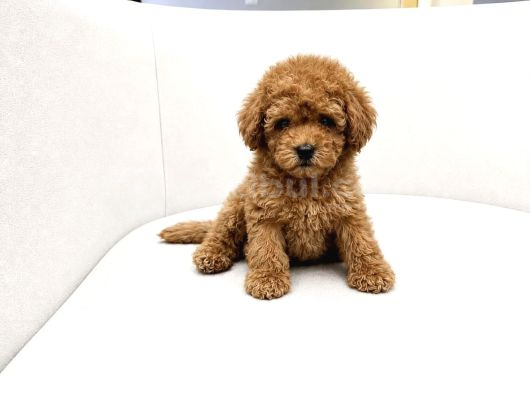 Kali̇teli̇ Toy Poodler Yavrular