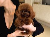 Kali̇teli̇ Toy Poodler Yavrular