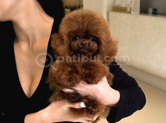 Kali̇teli̇ Toy Poodler Yavrular görsel