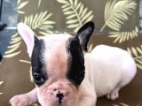 A Kalite Korsan  Orjinal French Bulldog