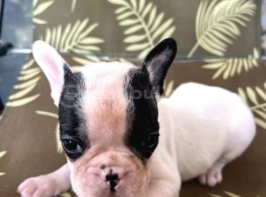 A Kalite Korsan  Orjinal French Bulldog görsel