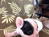 A Kalite Korsan  Orjinal French Bulldog