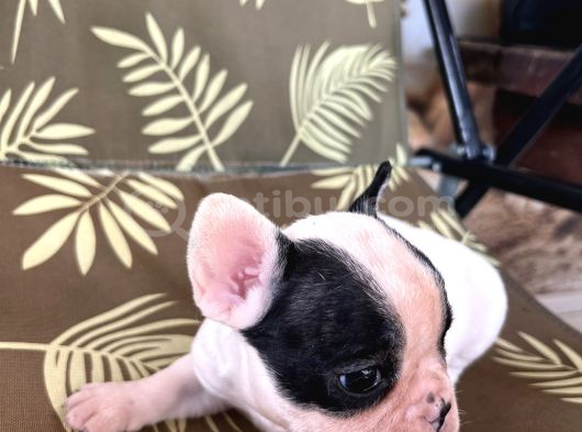 A Kalite Korsan  Orjinal French Bulldog görsel