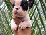 A Kalite Korsan  Orjinal French Bulldog