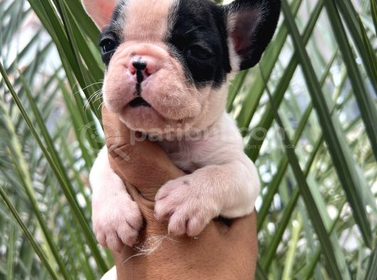 A Kalite Korsan  Orjinal French Bulldog görsel