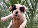 A Kalite korsan  Orjinal French Bulldog