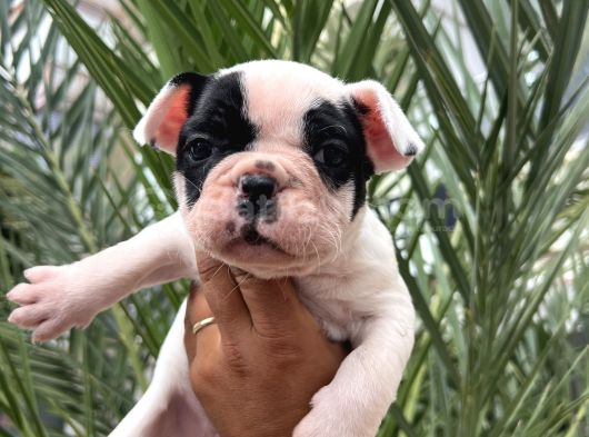 A Kalite Korsan  Orjinal French Bulldog