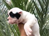 A Kalite Korsan  Orjinal French Bulldog