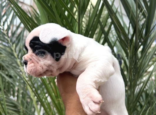 A Kalite Korsan  Orjinal French Bulldog görsel